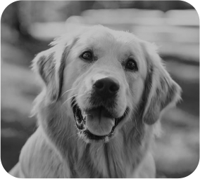 PERRO